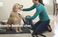 Zorla Banyo Yaptırıp Köpeğinin Psikolojisini Bozma – BarkBath