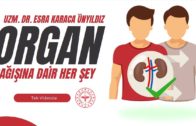 Organ Bağışı Nedir? Caiz Mi? Kimler Bağış Yapabilir?